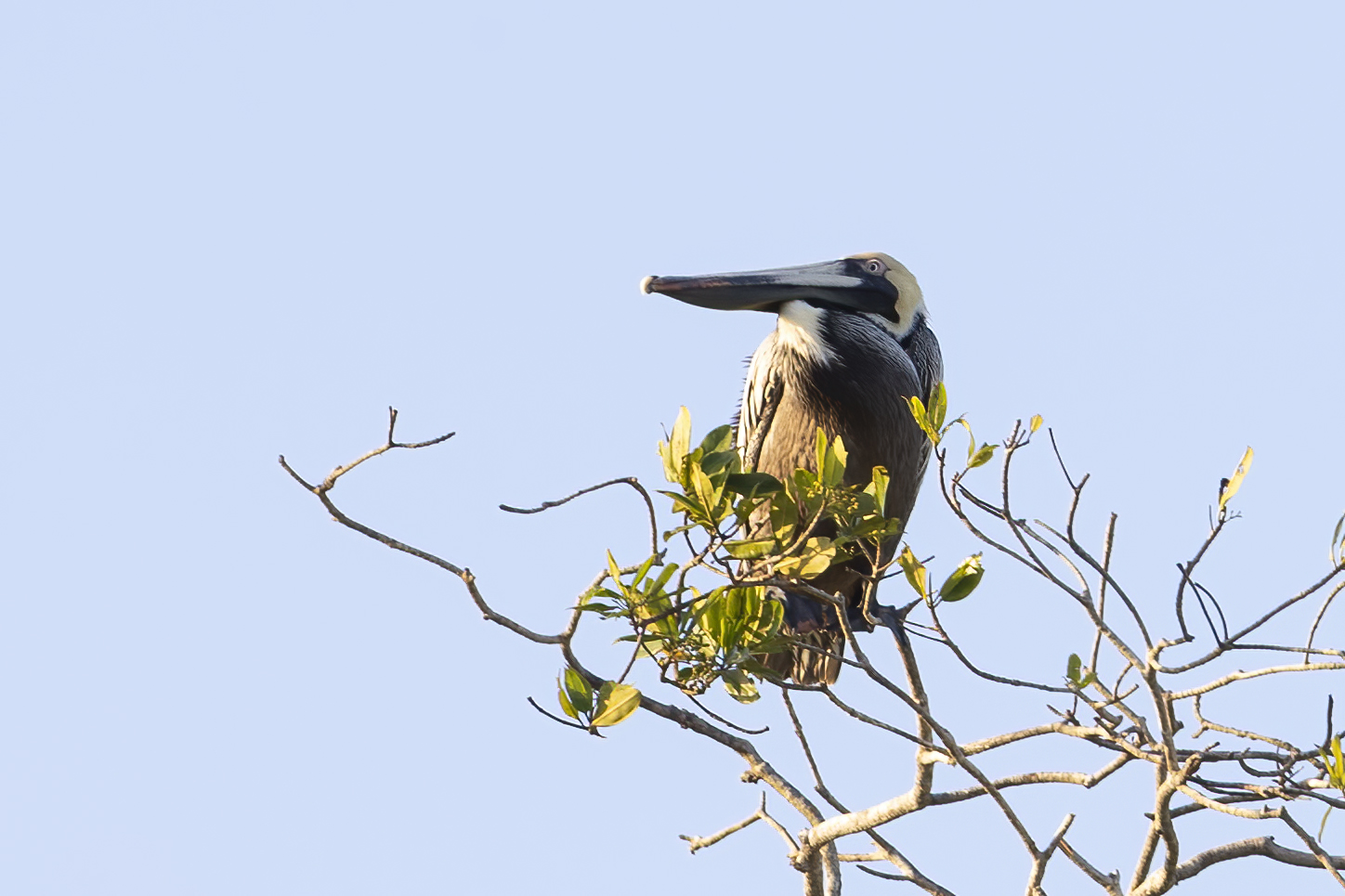 Brown Pelican